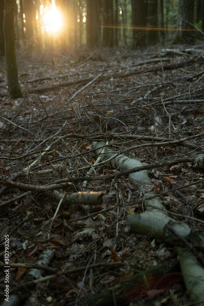 Fototapeta premium Sonne scheint durch Bäume in einem Wald im Herbst