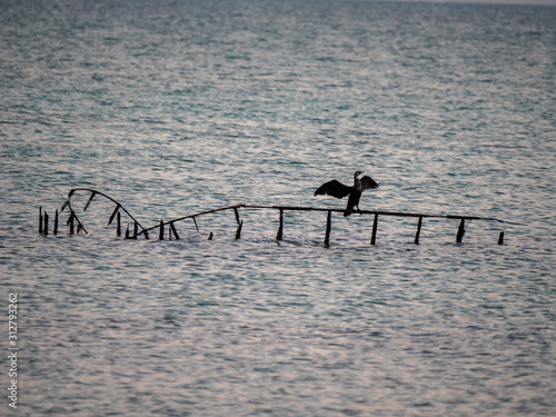 Socotra Cormorant perched on a wreck in the Arabian Gulf