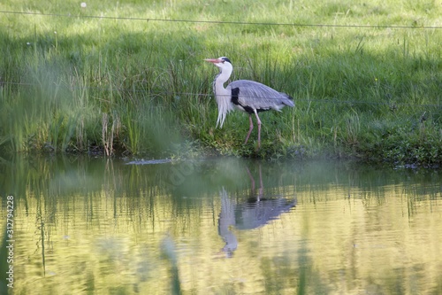 great blue heron