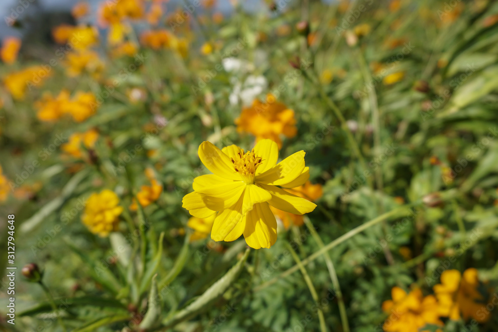 Cosmos sulphureus in the garden Cosmos sulphureus in the garden