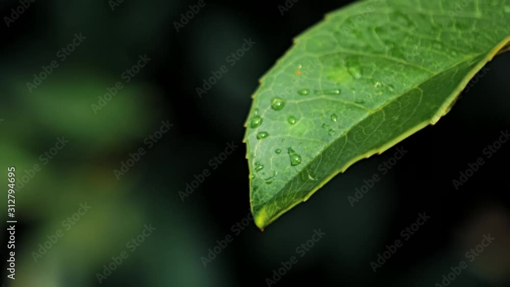 Slow motion video of water drops on green leaf on bokeh background Slow motion video of water drops on green leaf on bokeh background