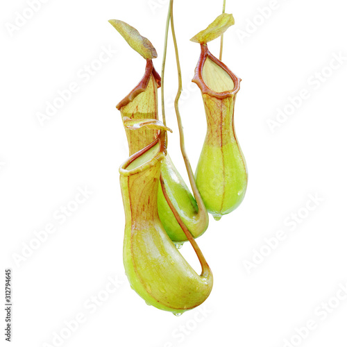 Pitcher Plants, Nepenthes Isolated on White Background