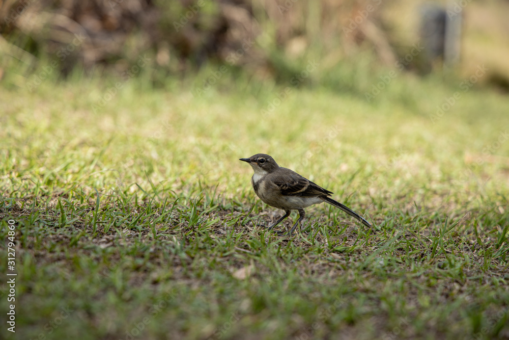 Cape Wagtail Small Grey Bird Walking On Short Grass In The Drakensberg, South Africa Cape Wagtail Small Grey Bird Walking On Short Grass In The Drakensberg, South Africa
