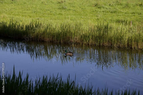 reeds in the lake