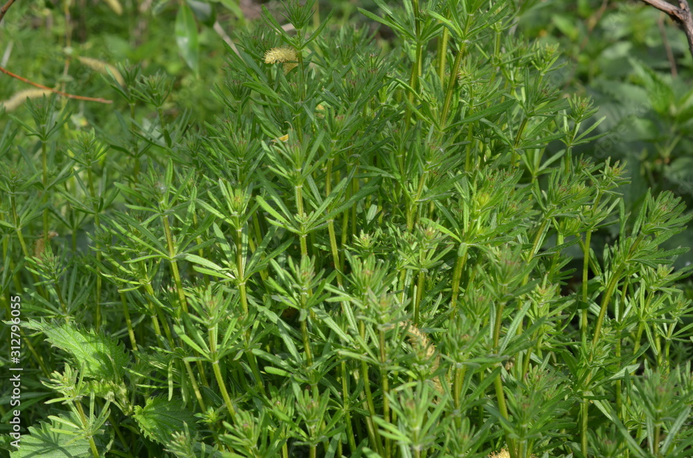 Przytulia czepna, gąszcz roślin, Galium aparine Przytulia czepna, gąszcz roślin, Galium aparine