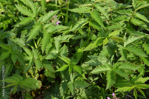 Wiązówka błotna, liście, Filipendula ulmaria