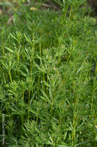 Przytulia czepna, gąszcz roślin, Galium aparine