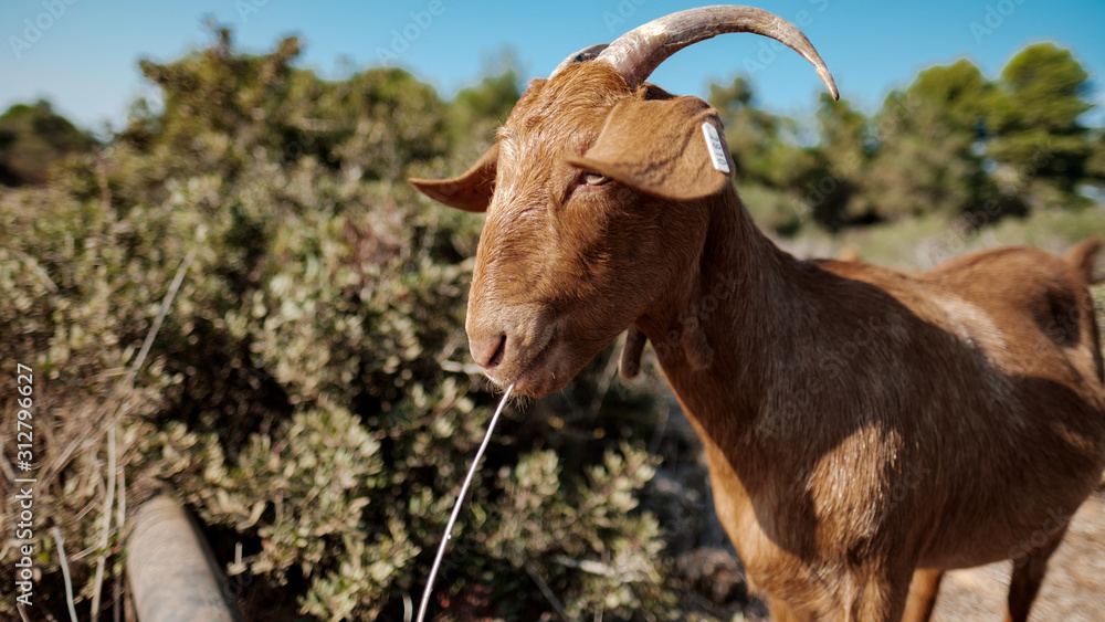 Fototapeta premium Straw Goat