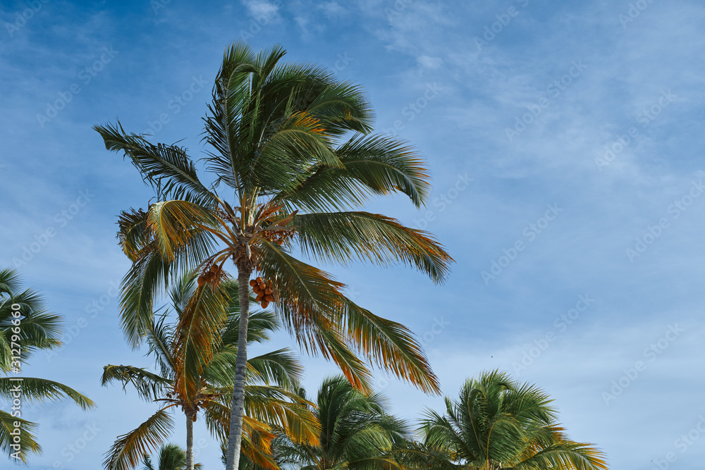 palm tree and blue sky