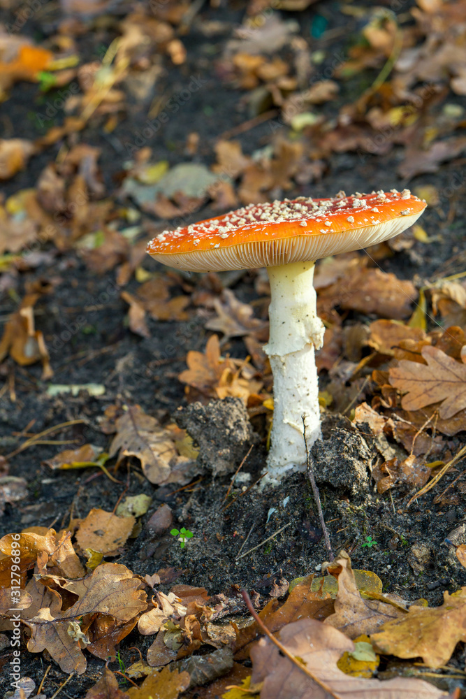 ein Fliegenpilz und Laubblätter ein Fliegenpilz und Laubblätter