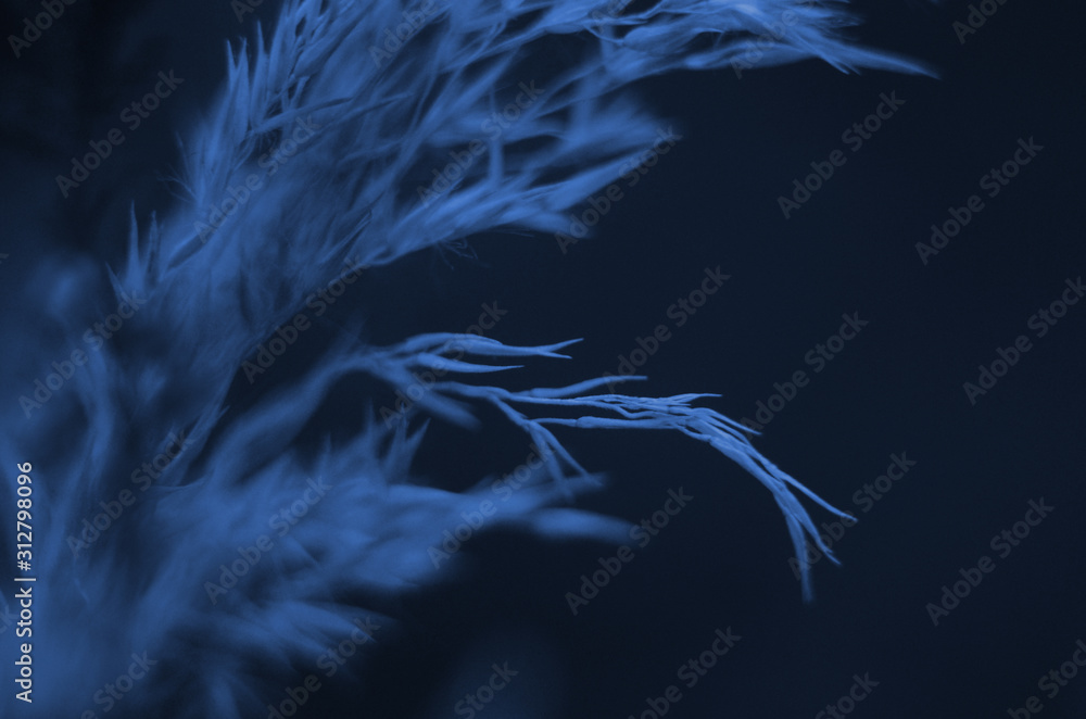 Classic blue background, copy space. Color of the year 2020. Nature floral background.