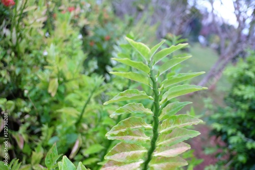Tropical plant growing in a botanical garden with green nature background