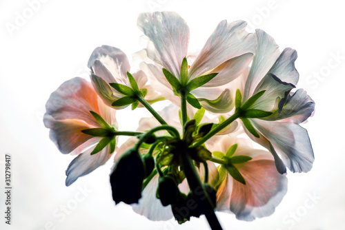 Photography bouquet of lilies of the valley, beautiful, sweden, sverige,nacka, stockholm
