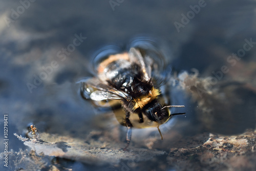 Photography bumblebee, bee on flower, beautiful, sweden, sverige,nacka, stockholm