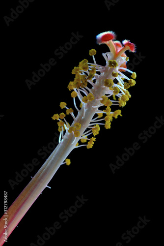 Photography flower on black background, beautiful, sweden, sverige,nacka, stockholm