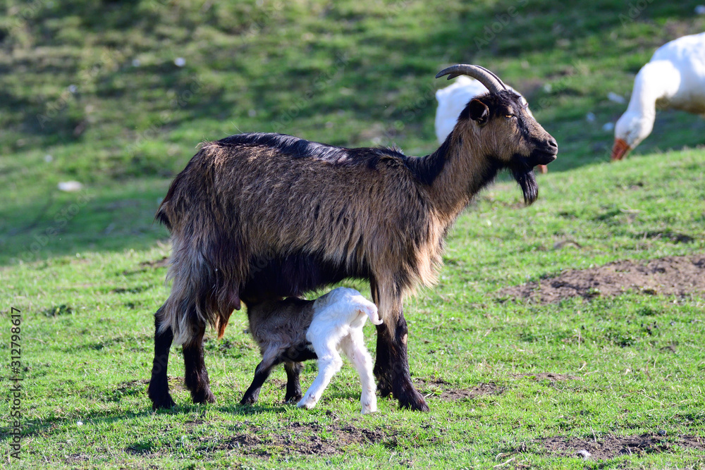 Obraz premium Ziege mit Zicklein