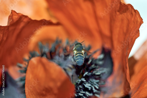 Photography bee on a flower, beautiful, sweden, sverige,nacka, stockholm