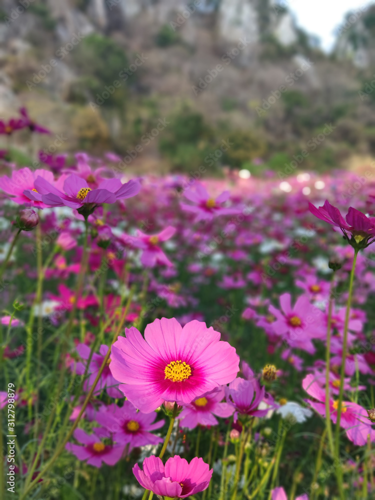Close-up pink vivid color blossom of Cosmos flower(Bipinnatus) in a field. Close-up pink vivid color blossom of Cosmos flower(Bipinnatus) in a field.