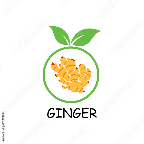 vector image of ginger plant  illustration of ginger plant