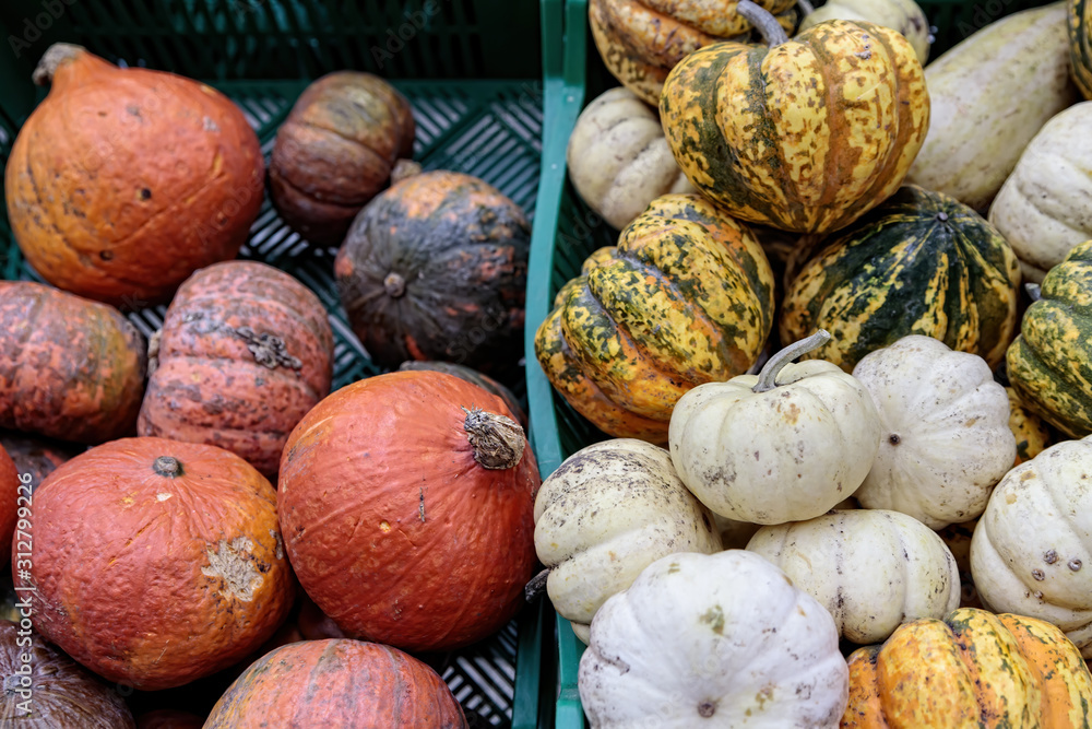 Group of colorful pumpkins in a grocery store