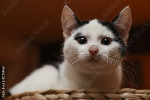 Süße Schwarz Weiße Katze