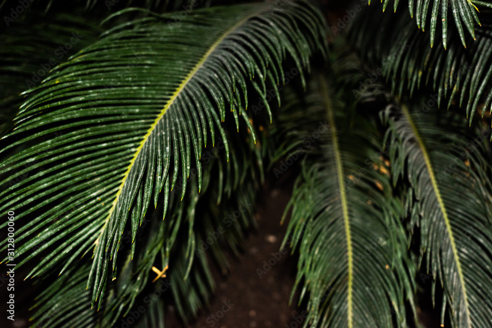 Fototapeta premium Palm leaf in the dark of night