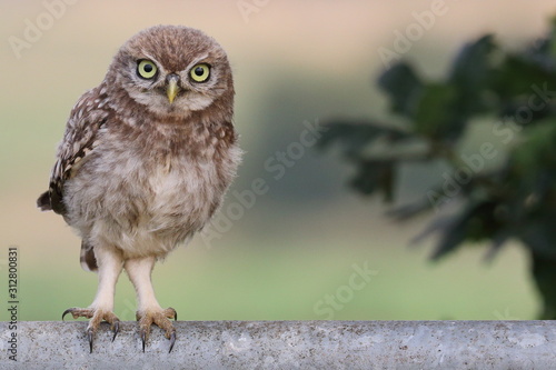 Little Owl on metal gate