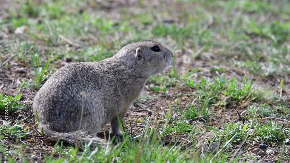 Ground squirrel in its natural habitat Ground squirrel in its natural habitat