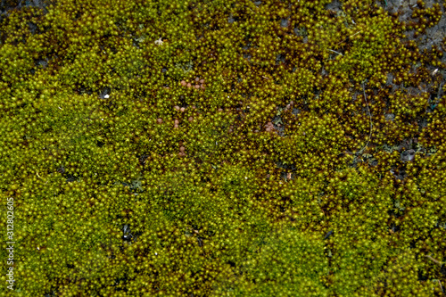 green moss texture
