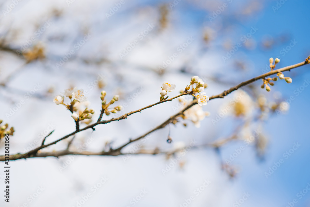 Bright colorful spring flowers. Blooming cherry branch against the blue sky Bright colorful spring flowers. Blooming cherry branch against the blue sky