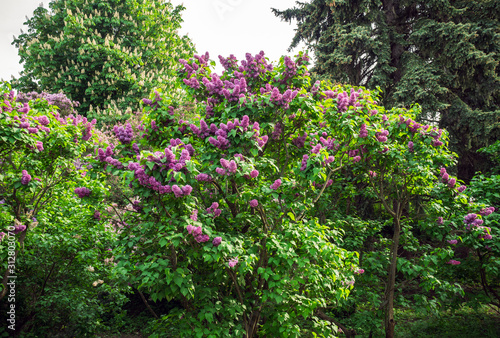 Obraz na płótnie Spring Blooming Lilac Tree w salonie