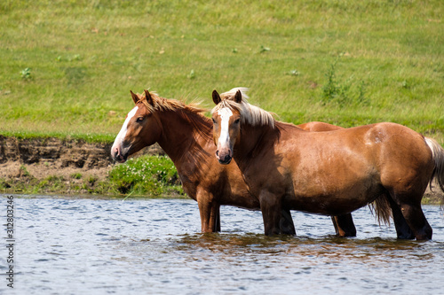 two horses in the river green grass © metelevan
