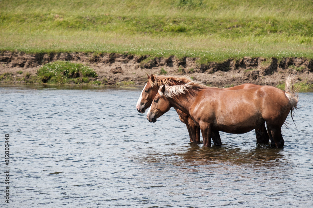 two horses in the river are knee deep in the water two horses in the river are knee deep in the water