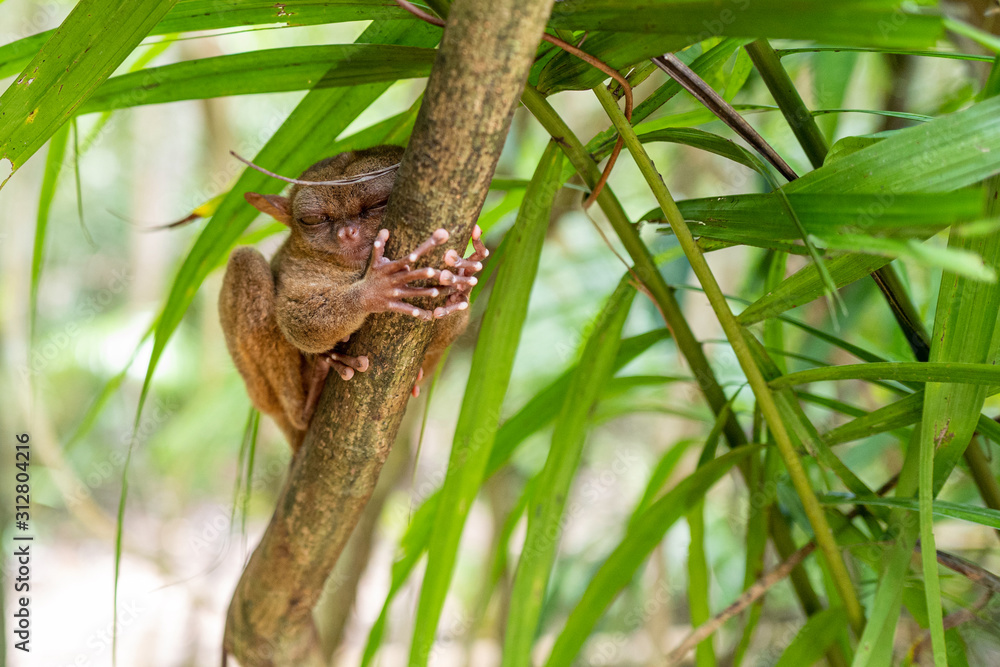 A tarsier in Bohol on the Philippines