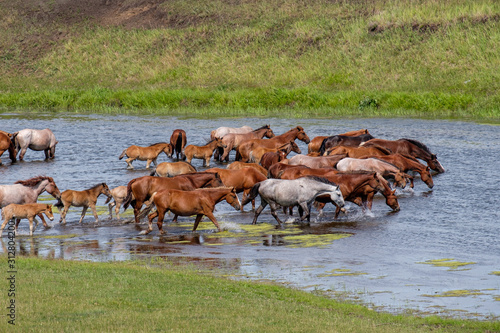 horses go down the river and drink water on a summer