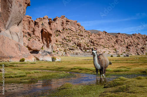 Lama in canyon