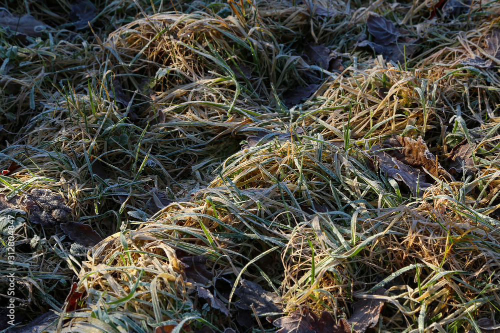 Ice crystals on meadow grass close up.