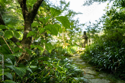A garden in Kamakura in Japan