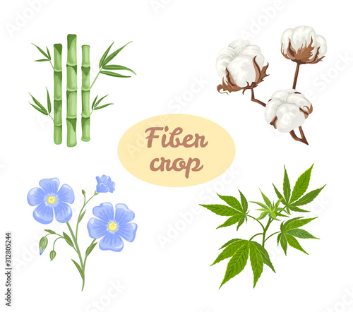 Fiber crops set.  Linen flower, hemp, cotton and bamboo. Vector illustration of plants in cartoon flat style. Cellulosic fiber plants. Sources for producing textiles and fabrics.