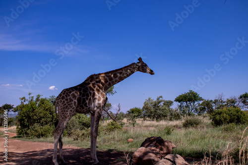Fototapeta Naklejka Na Ścianę i Meble -  Giraffe standing in the shade