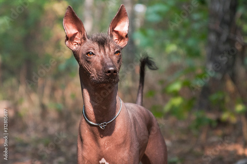Xolo dog breed (Xoloitzcuintle, Mexican hairless) in a summer forest
