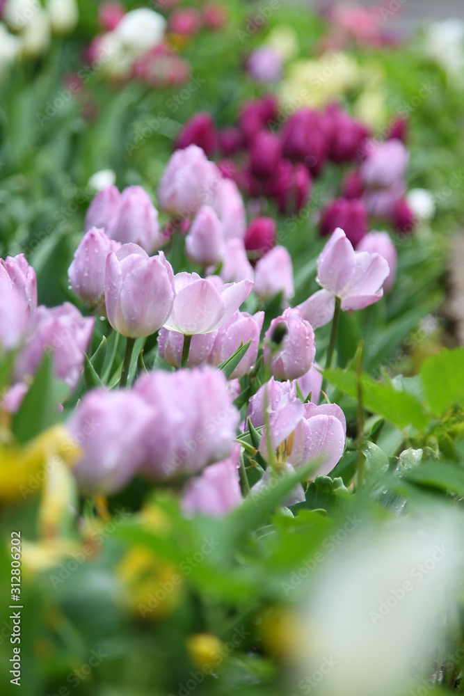 Obraz premium tulips in garden