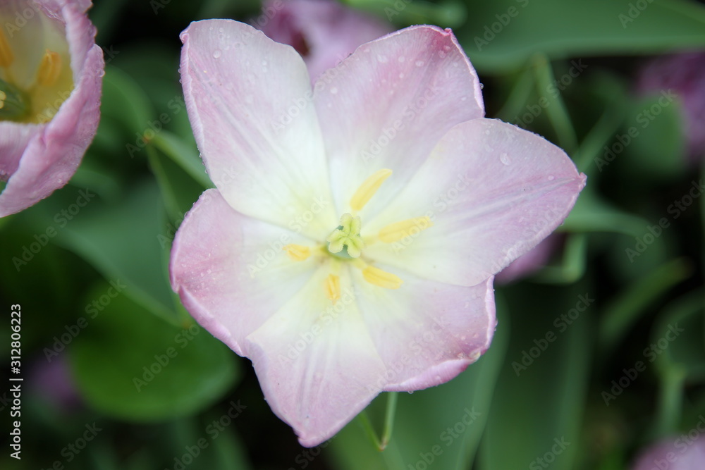 Naklejka premium tulips in garden