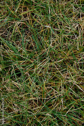 dry and green grass texture. summer, autumn background