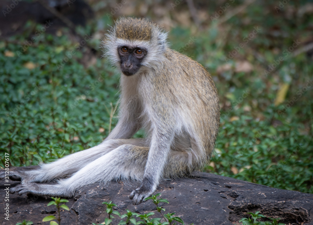 vervet monkey sitting on a rock