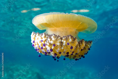 Mediterranean Fried Egg Jellyfish - Cotylorhiza tuberculata. Blue waters.