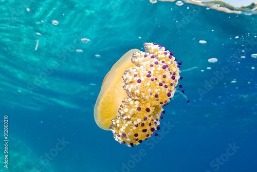 Mediterranean Fried Egg Jellyfish - Cotylorhiza tuberculata. Blue waters.