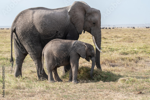 mother and baby elephant © Clinton