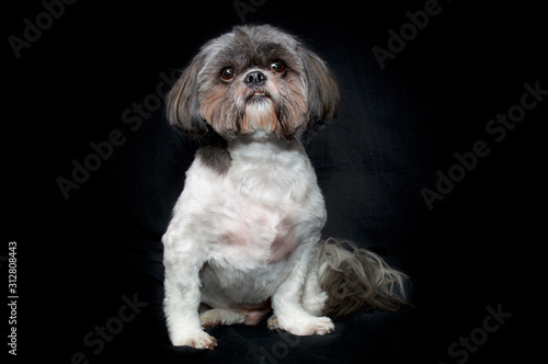 Front view studio image of alert shih tzu dog with fresh haircut sitting on black background.