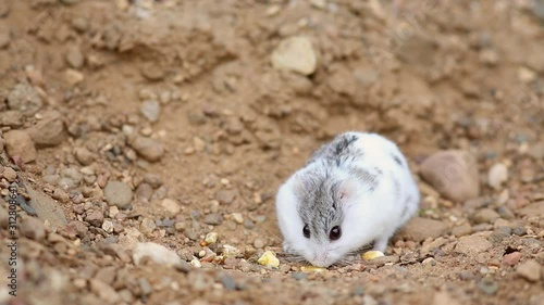Djungarian Hamster (Phodopus sungorus) looks for food on yellow sand. Dzungarian Hamster, Striped Dwarf Hamster, Siberian Hamster, Siberian Dwarf Hamster or Russian Winter White Dwarf Hamster